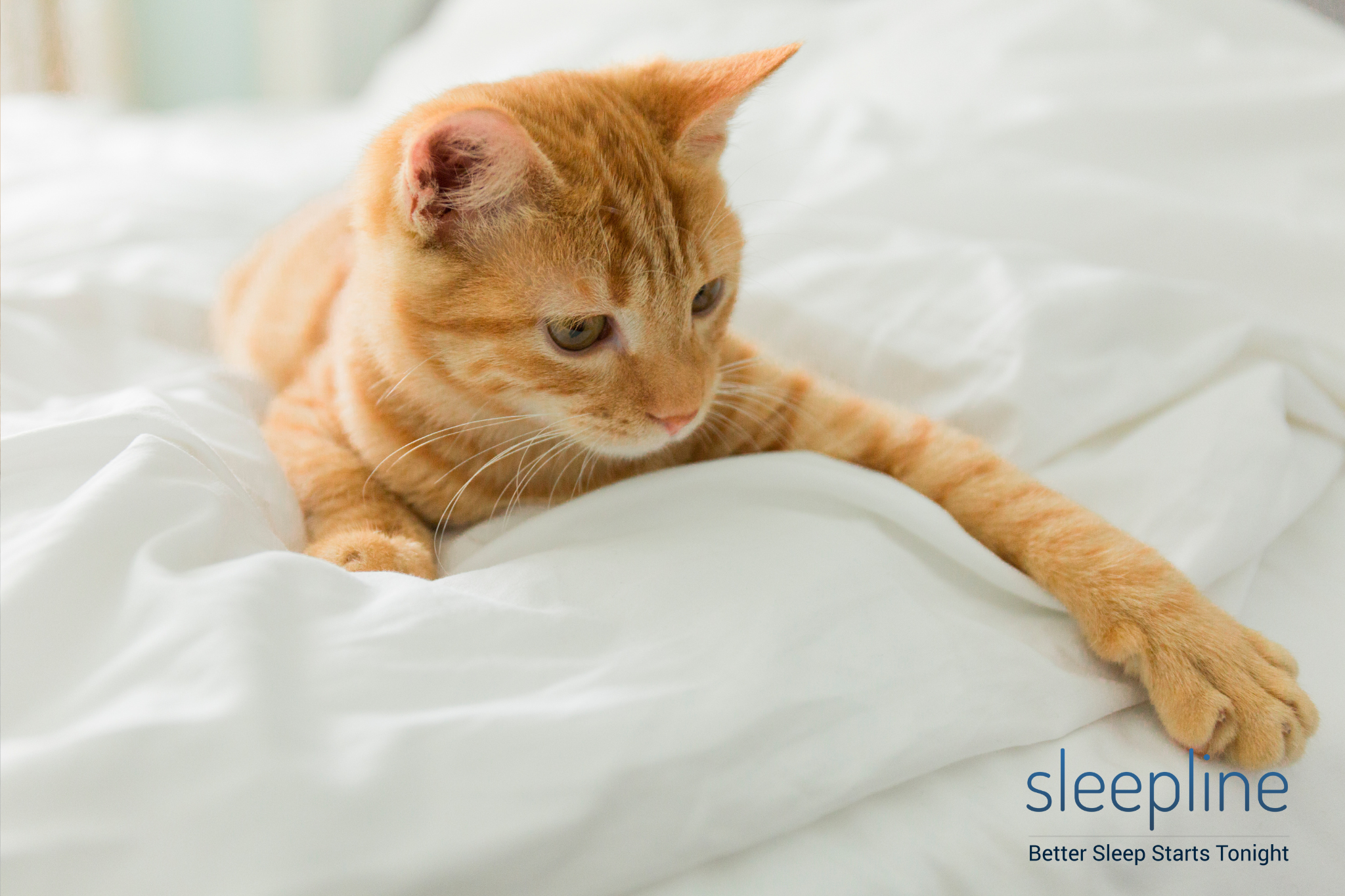 Preventing a cat from urinating on a mattress