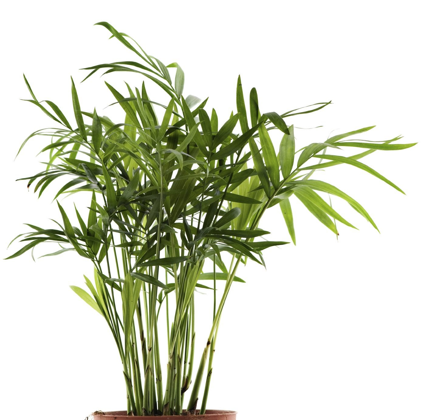 bamboo palms, bright light plant