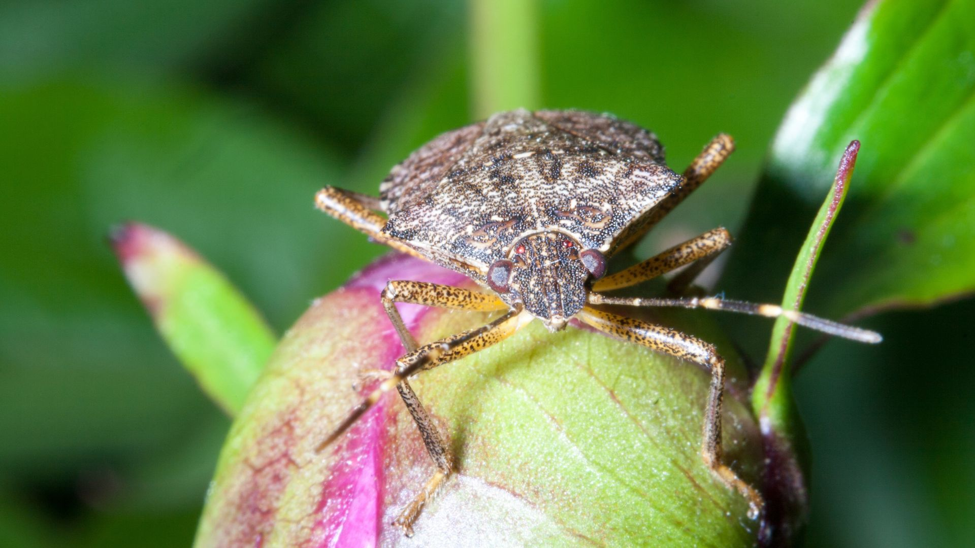 An image of a stink bug on a plant. 
