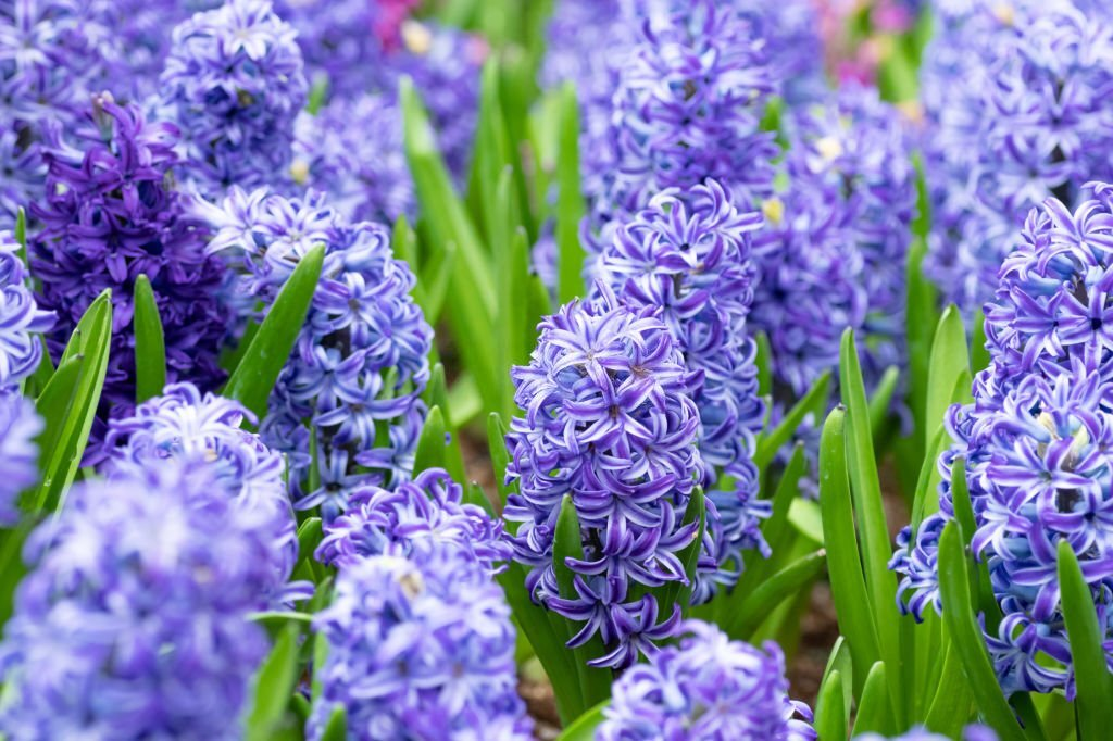 Hyacinth