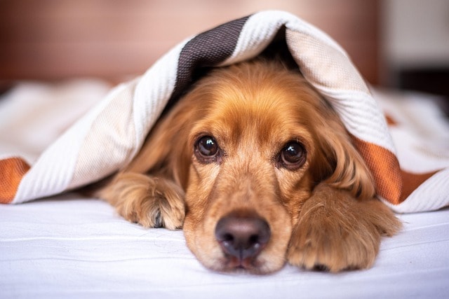 english cocker spaniel, dog, puppy, blanket, pet, pup, young dog, animal, domestic dog, purebred, furry, canine, mammal, friend, cute, adorable, nature, bed, bedroom, portrait