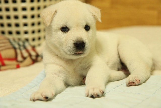 korean jindo, animal, dog, pet, puppy, white fur