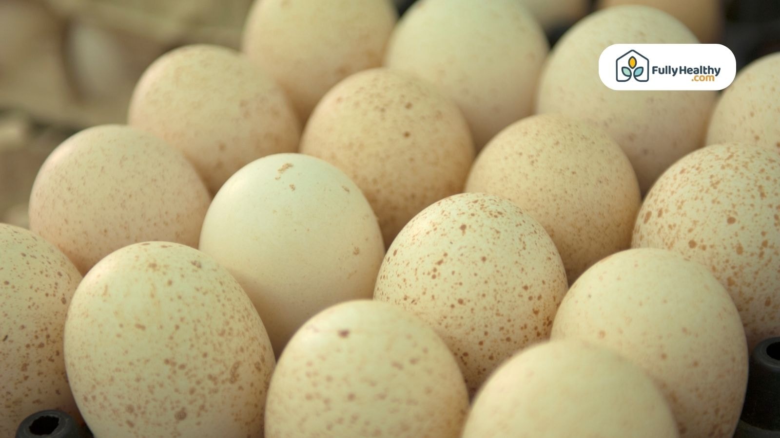 Cluster of speckled turkey eggs in a poultry hatchery setting