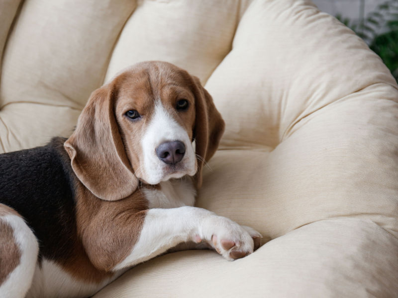 beagle laying on couch