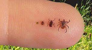 Tips on ticks: How to stay tick-free this summer