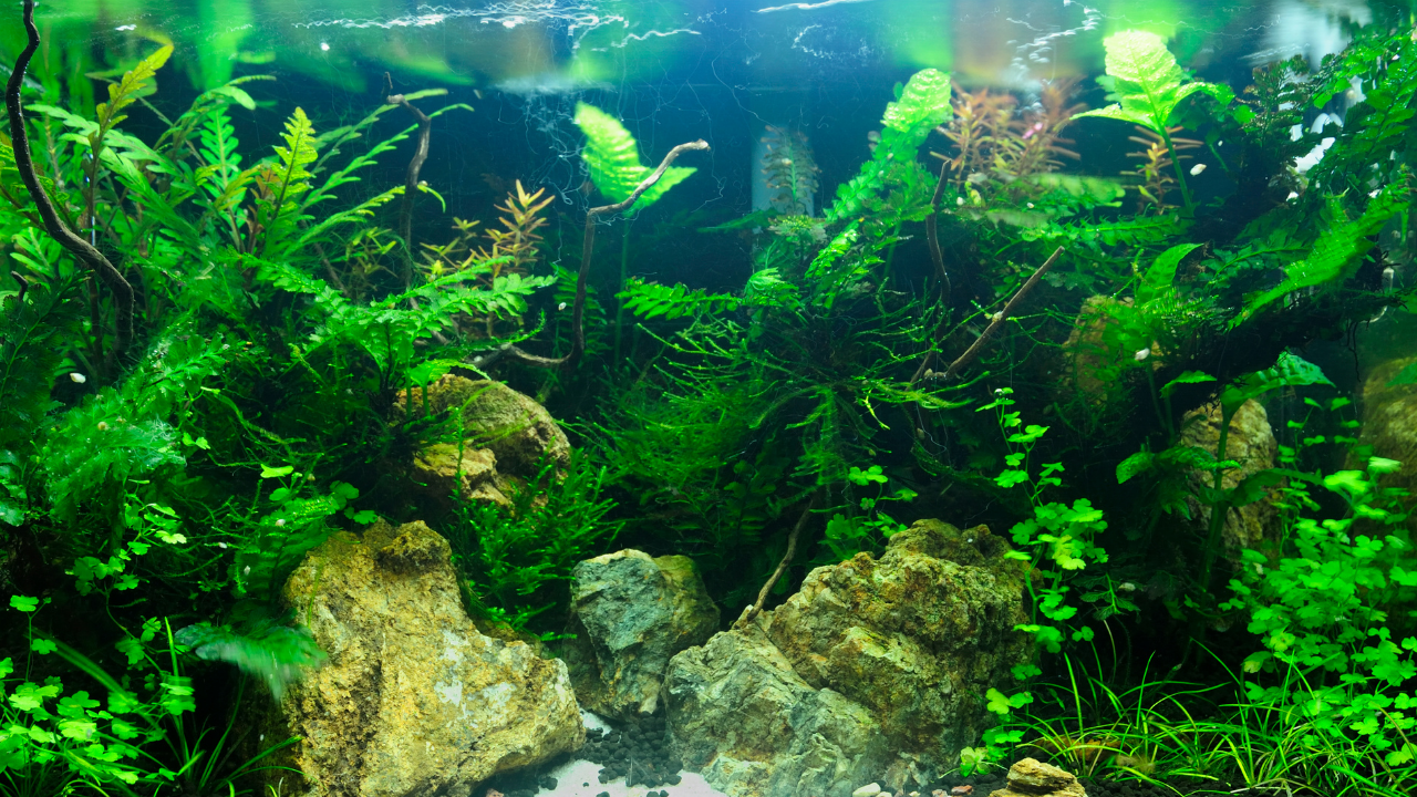 Live plants and natural stone make the best aquarium ornaments