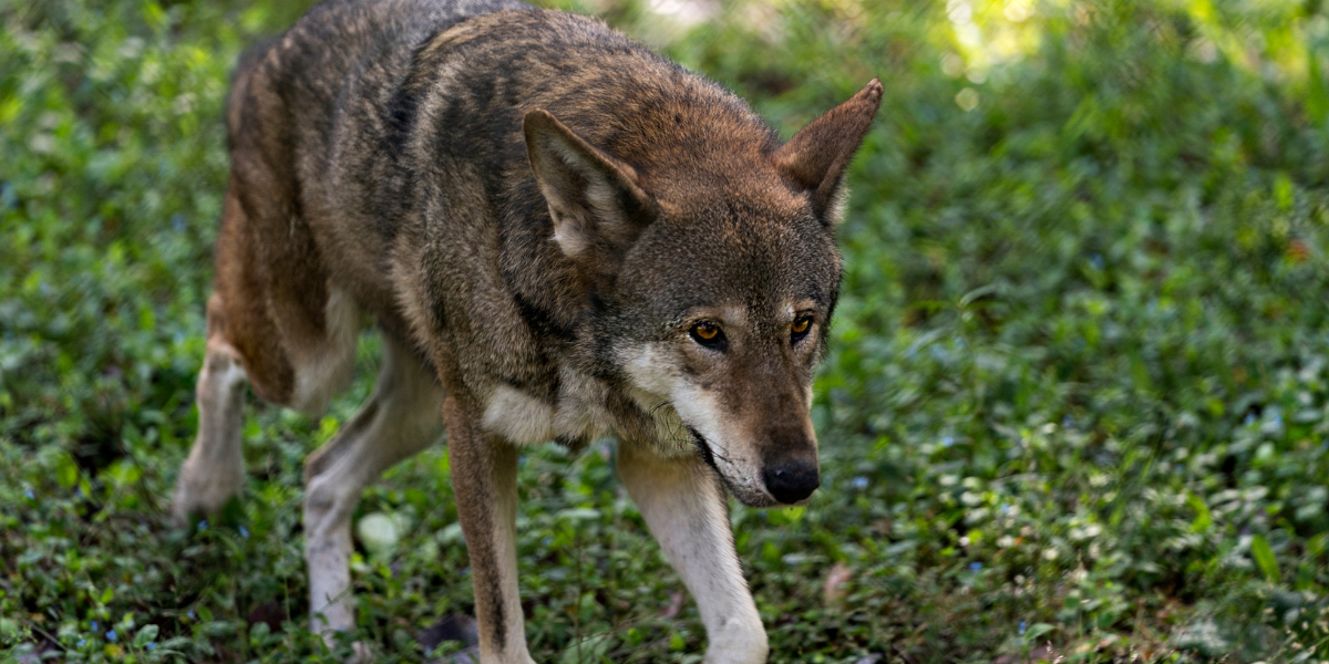 91c13587 04e5 4035 8fb5 aec511e9d51c Red Wolf Vs Coyote – (Difference between a Red Wolf and Coyote)