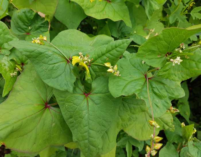 tartary buckwheat: drought tolerant plants and drought resistant