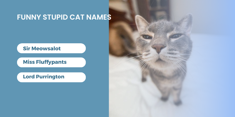 Funny-Stupid-Cat-Names