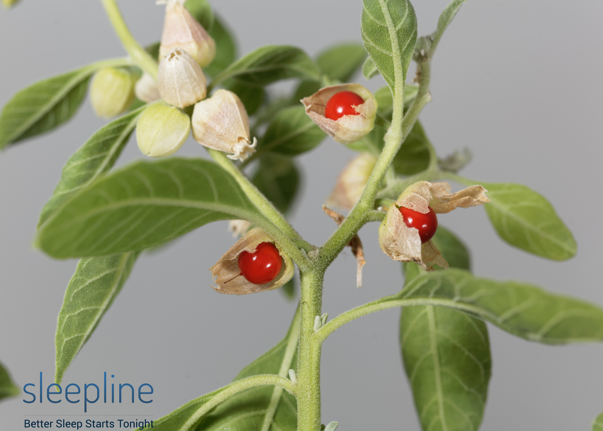 AShwagandha plant