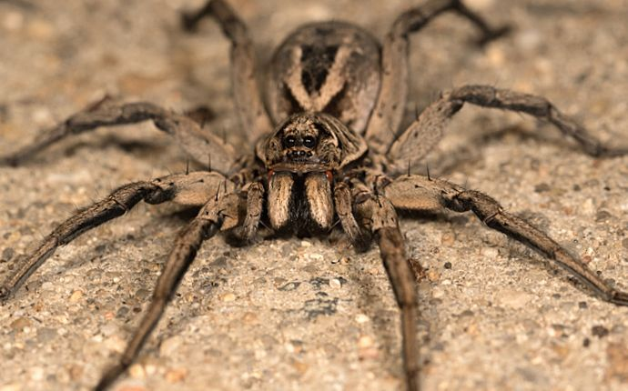 Spiders vs. Roaches: Unveiling the Truth About Spider Predation