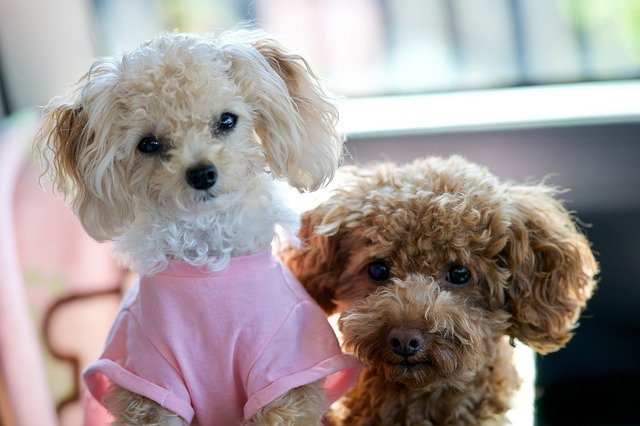 dog, toy poodle, cute