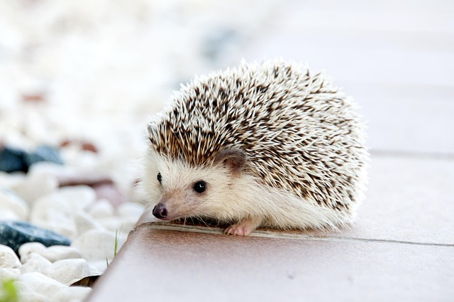 animal, hedgehog, pet