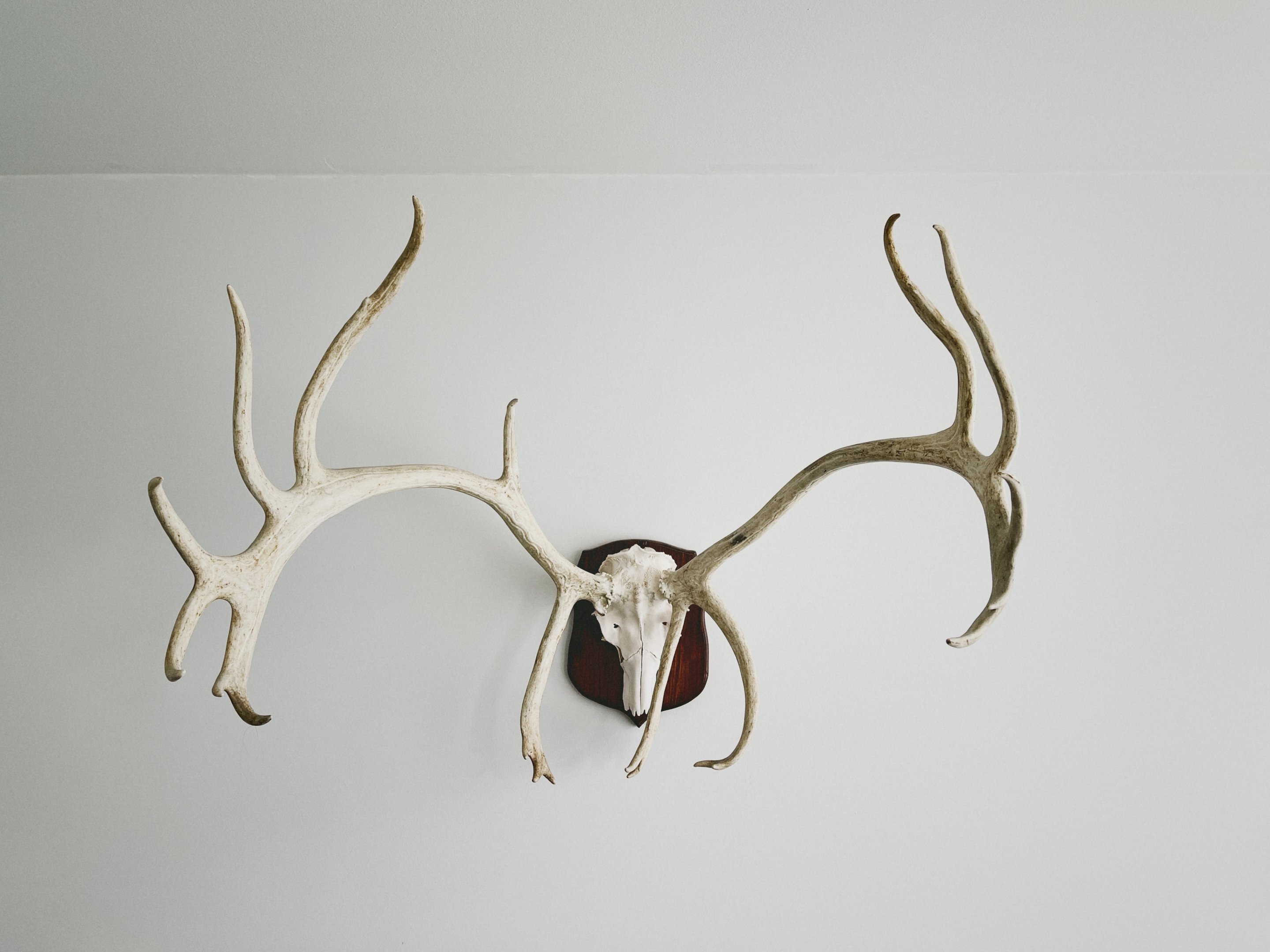 Preserve Deer Antlers