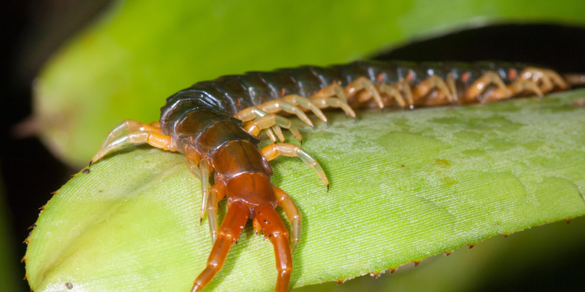 centipede, dangerous animals