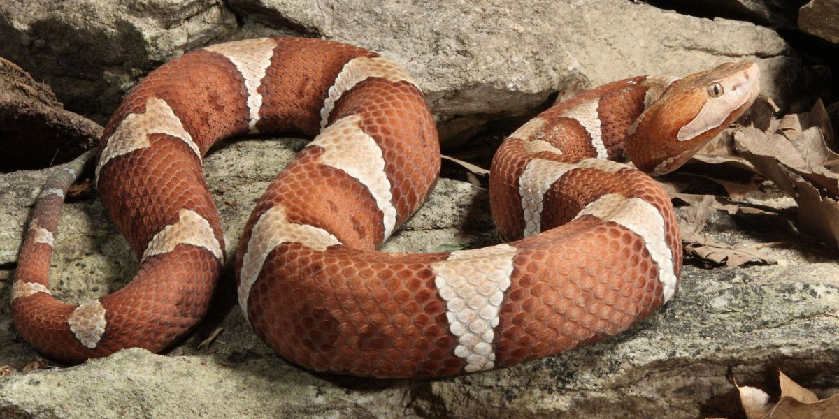 13 Interesting Animals In Kentucky