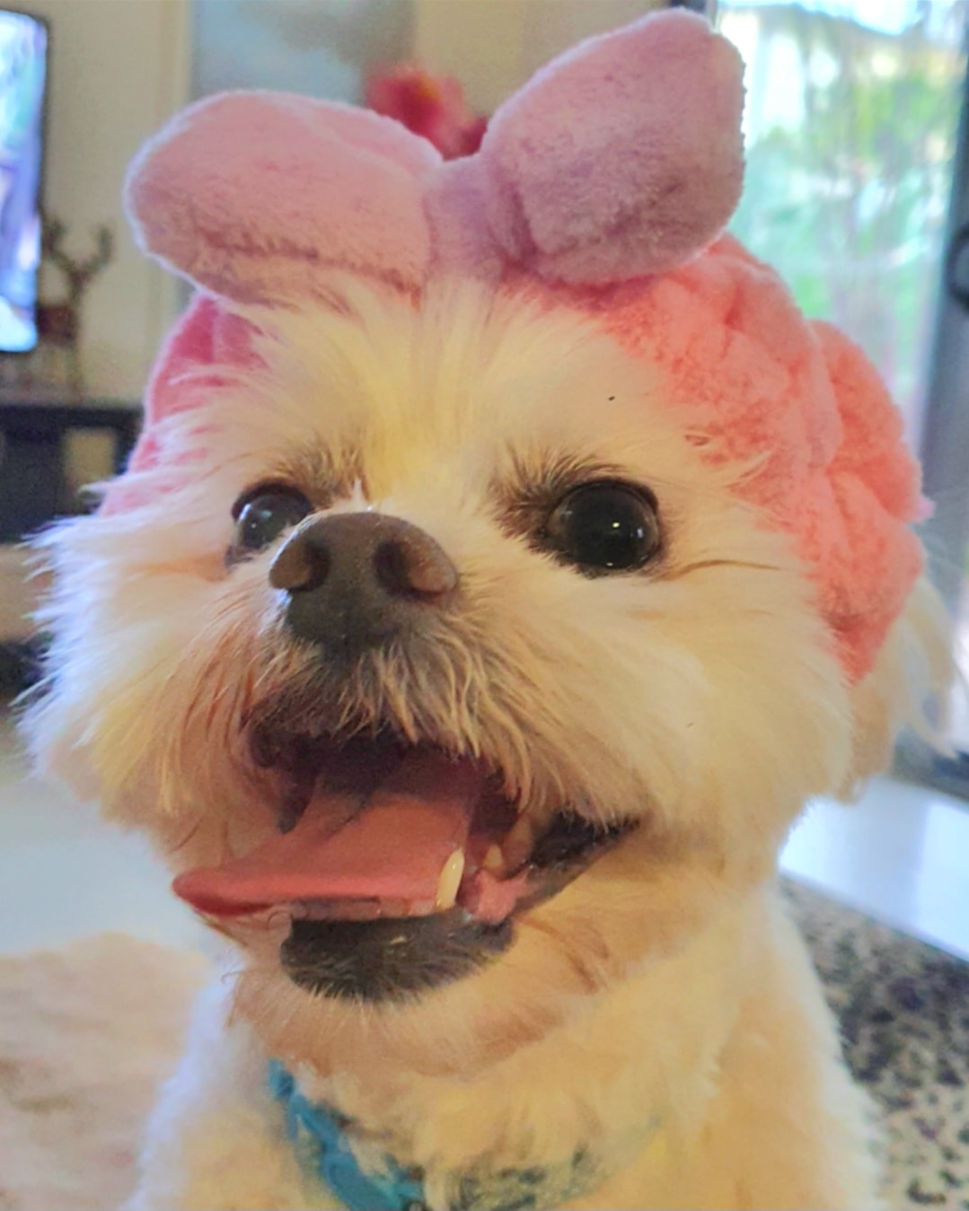 White dog sitting with dog's ear tied up in a pink and purple bow