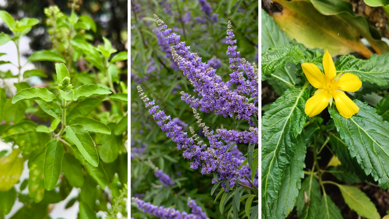 Herbs for reproductive well being