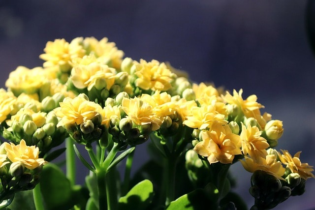 kalanchoe egzotyczna roślina do ogrodu