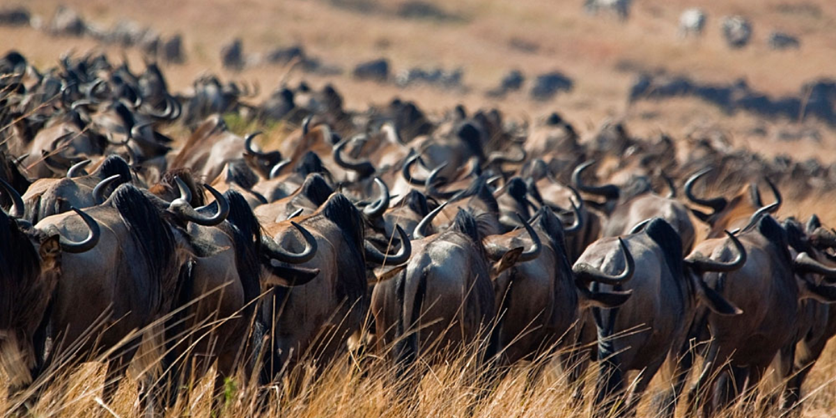 interesting animals in zambia