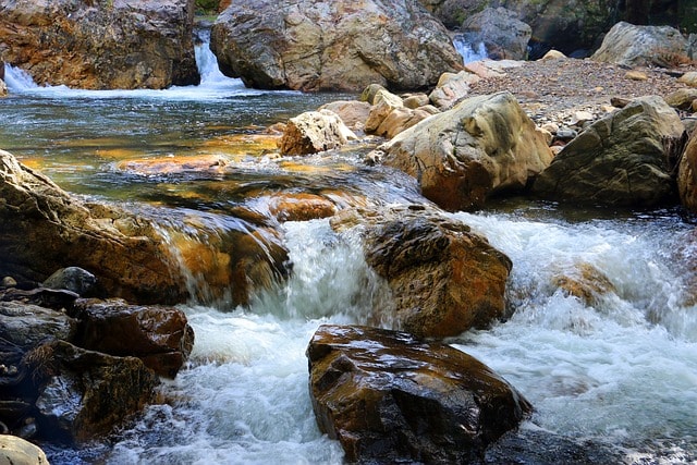 agua, nature, figueiro