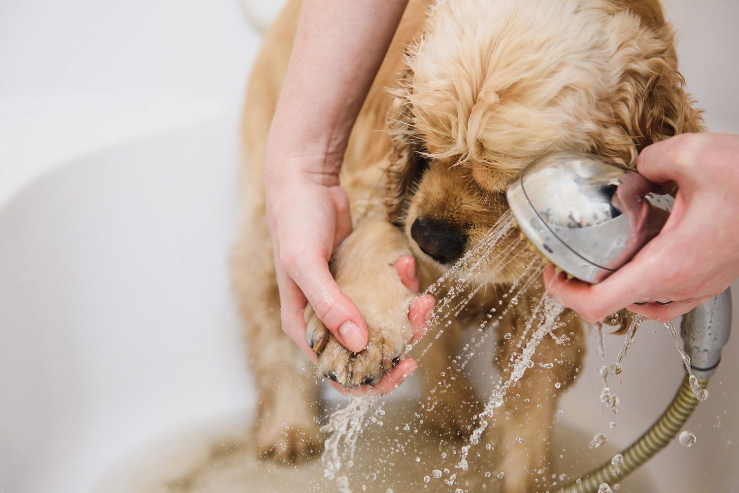 Essential Grooming Practices for Dogs with Dry Skin