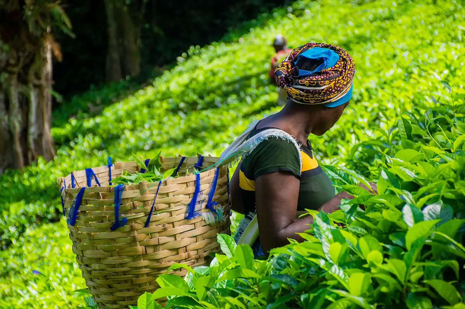 A tea harvester wearing a colorful patterned headwrap carries a woven bamboo basket strapped to her back while carefully picking fresh tea leaves in a lush, sunny tea field.