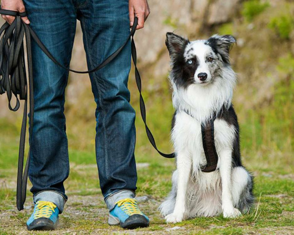 A professional dog trainer demonstrating alternative training methods for stubborn dogs