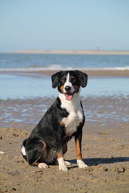 dog, beach, sea