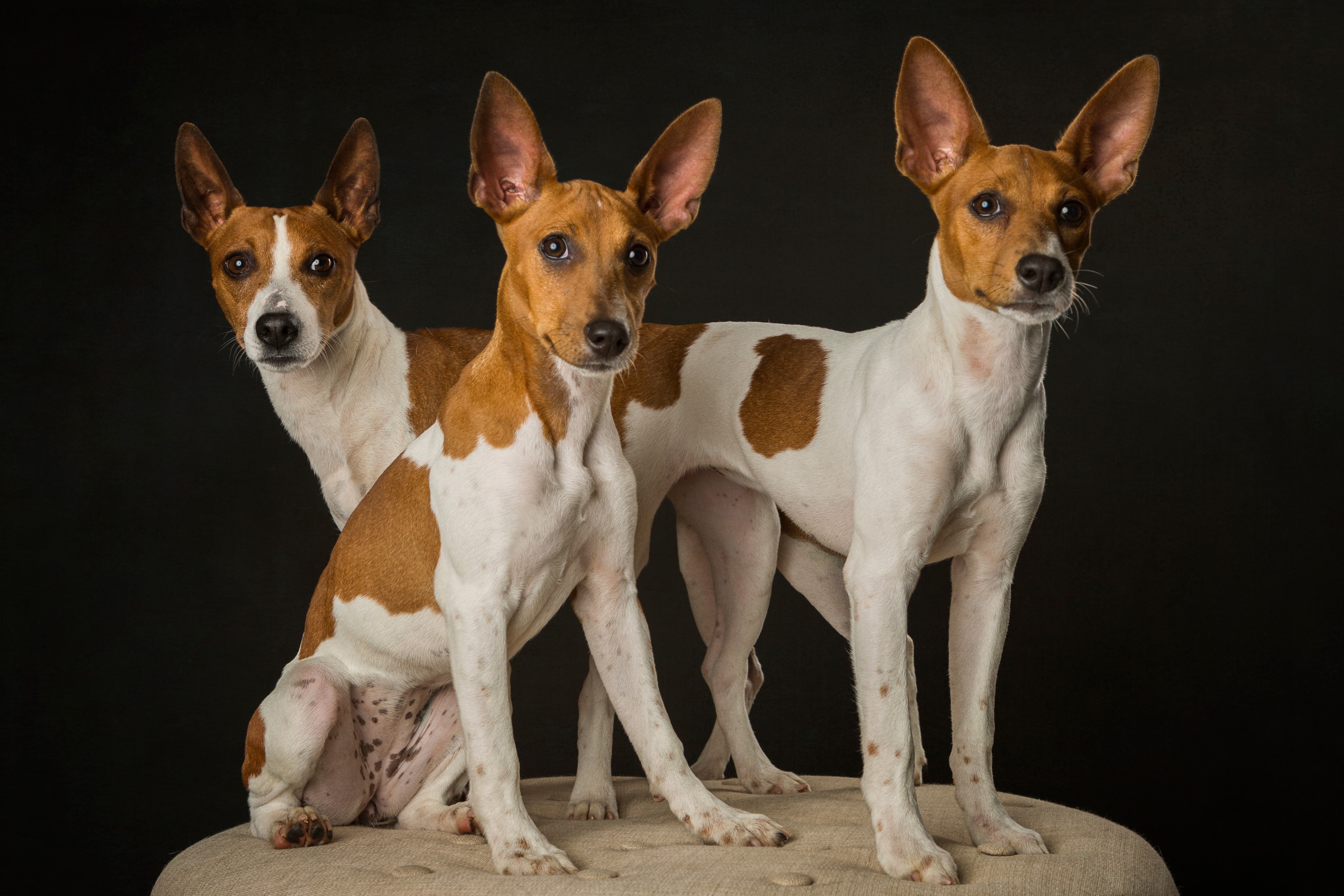 Three Rat Terrier with alert ears standing against a black background