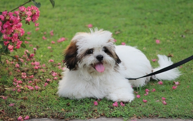 tibetan word, thousand year old breed, lhasa apso puppies