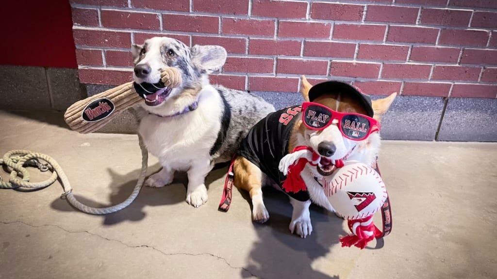 DogFriendly Baseball Games Major League 2024 CityDog Magazine