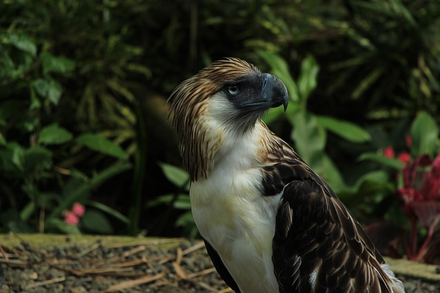 bald eagle, bald eagles, davao eagle