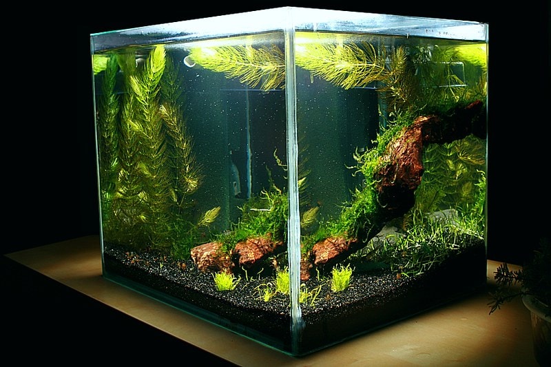 Best fish tank ideas for small aquariums