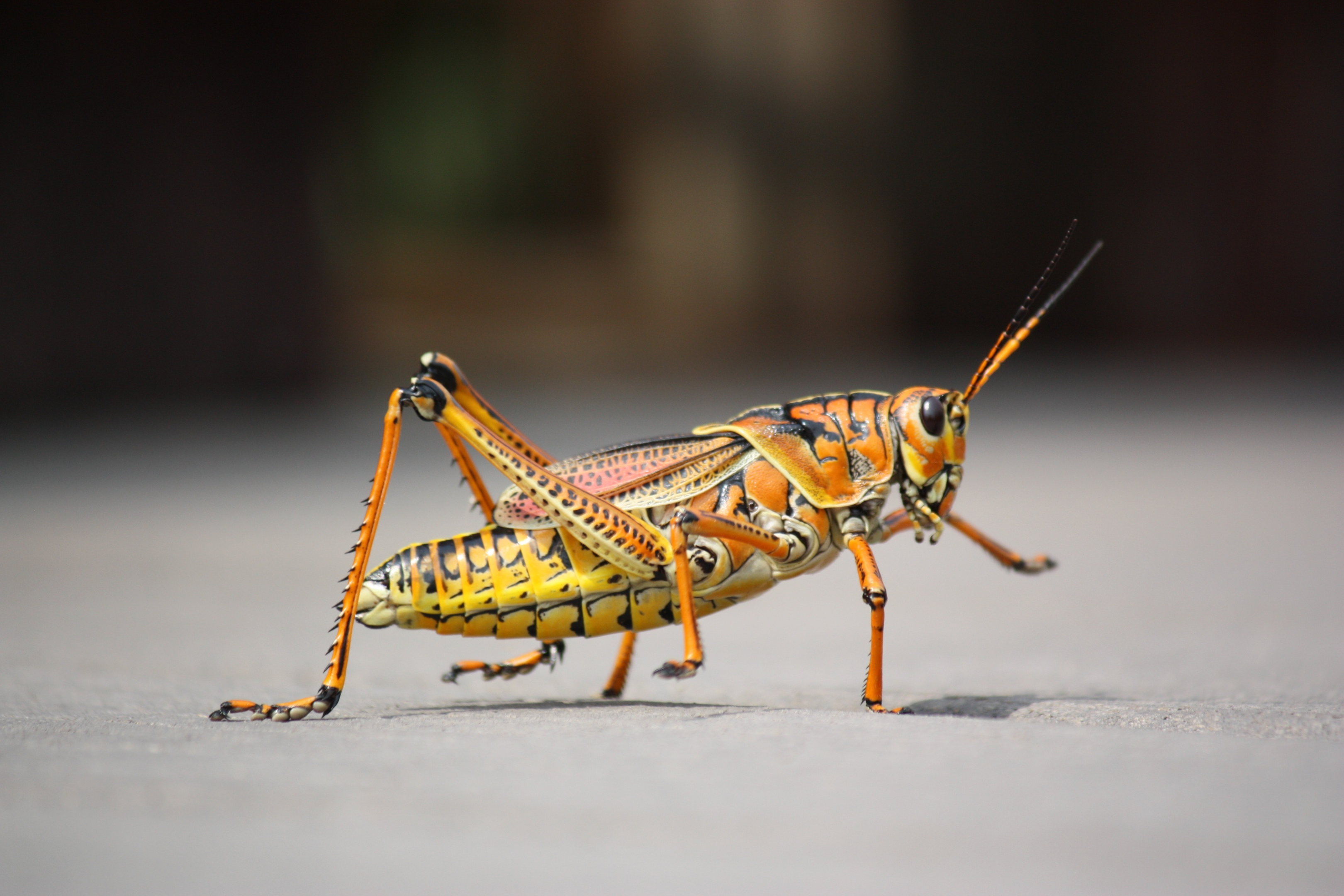 Close-up of an Orange Grasshopper