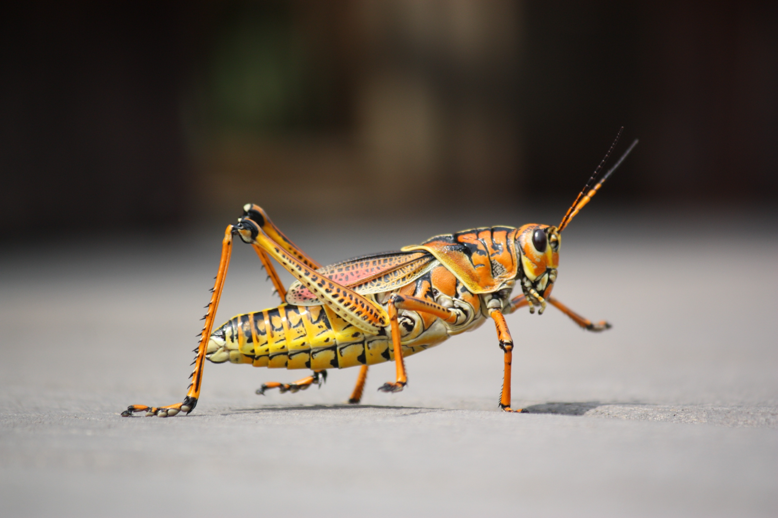 Primer plano de un saltamontes naranja