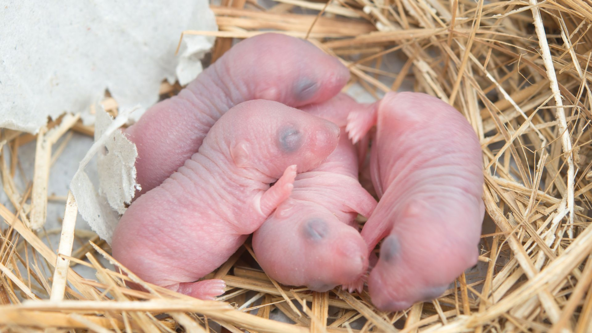 An image of newborn mice in their nest.