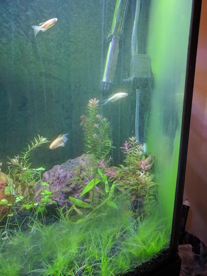 Green dust algae on glass of aquarium