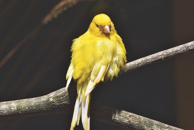 canary, songbird, bird