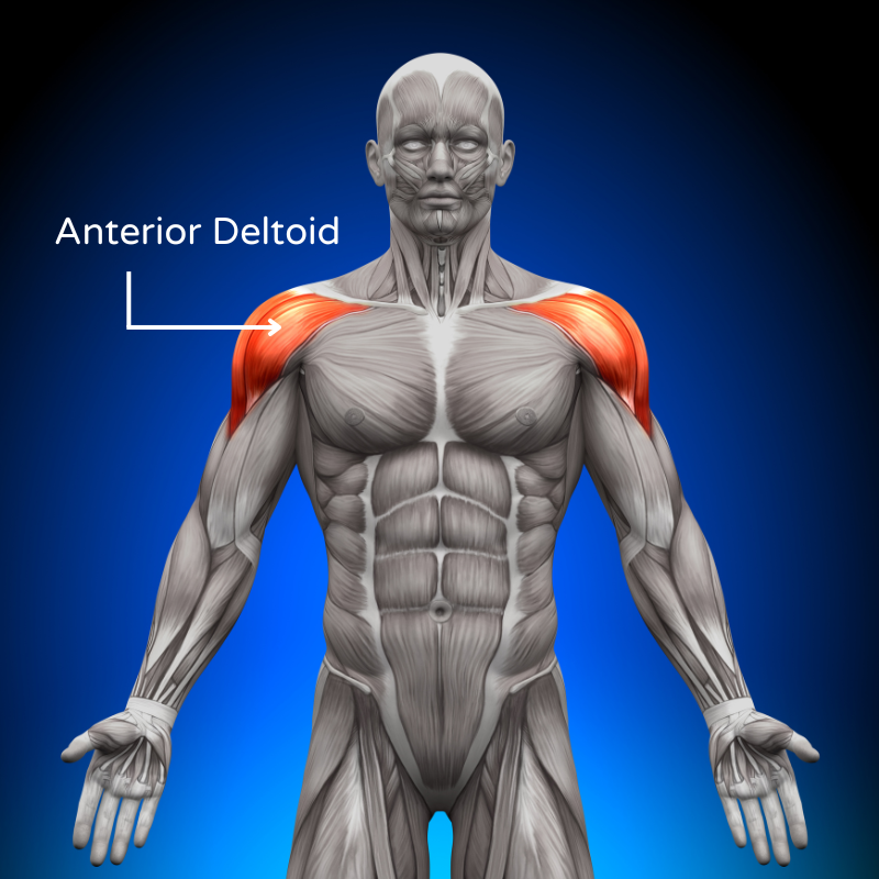 Image highlighting the anterior deltoid in the shoulder anatomy