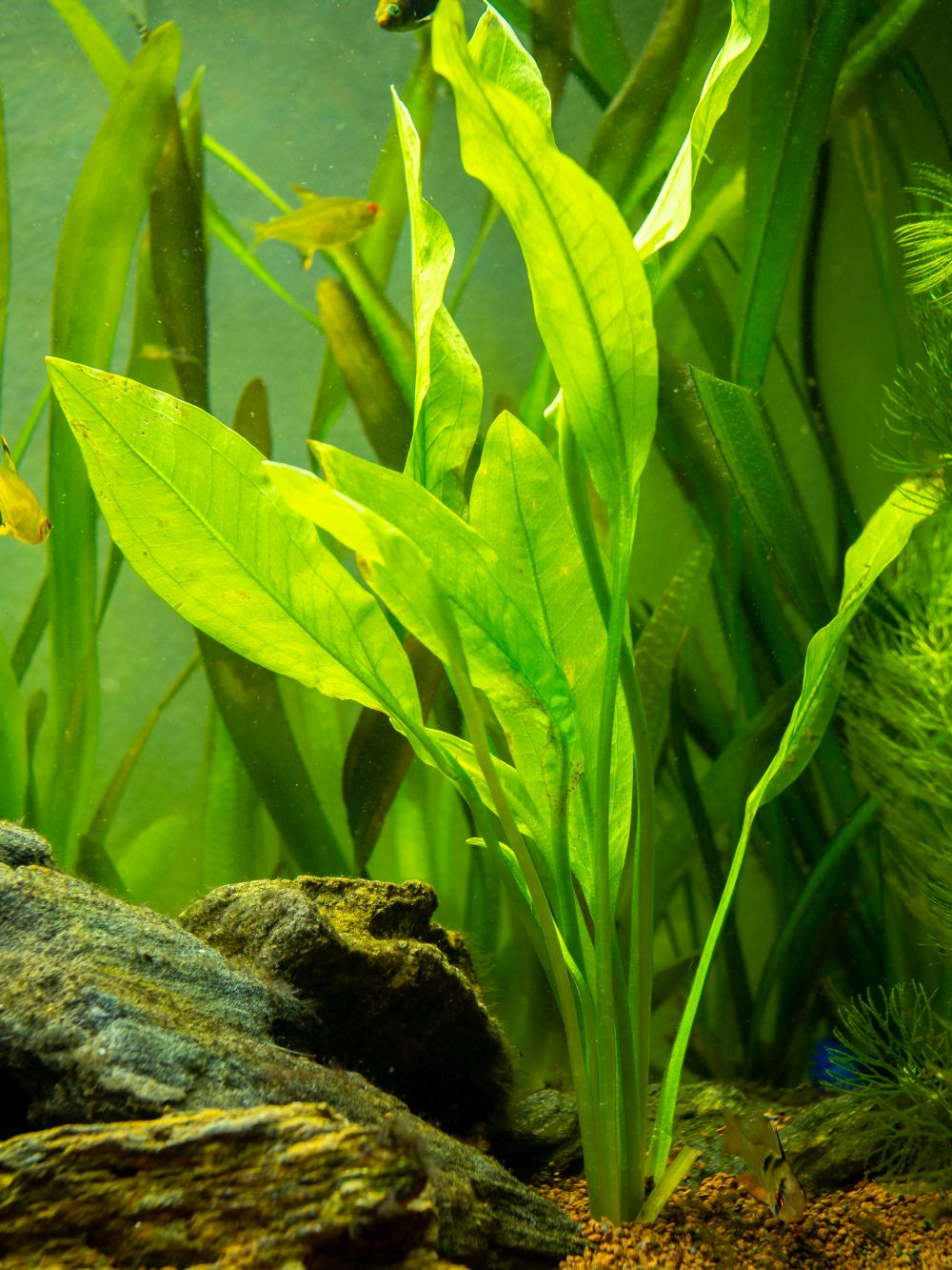 Perfect gifts for aquarium owners