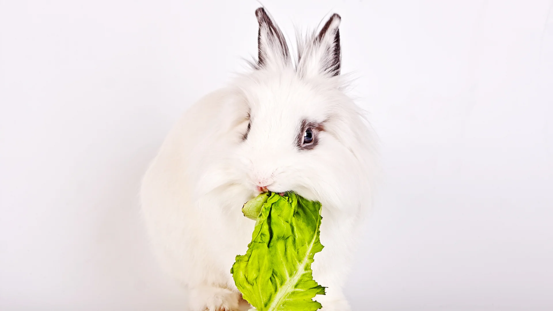 Feeding Your Rabbit