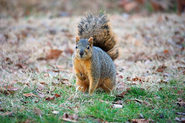 squirrel, outdoor, leaves