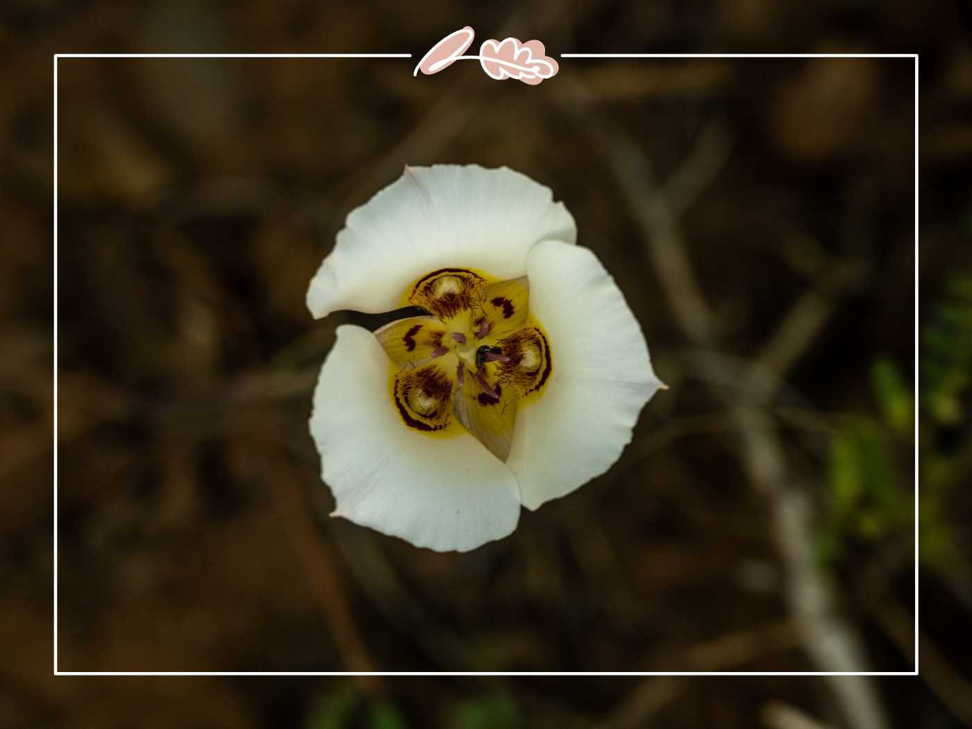 An exquisite close-up of a unique white flower with a striking pattern in the center. Fabulous Flowers and Gifts.