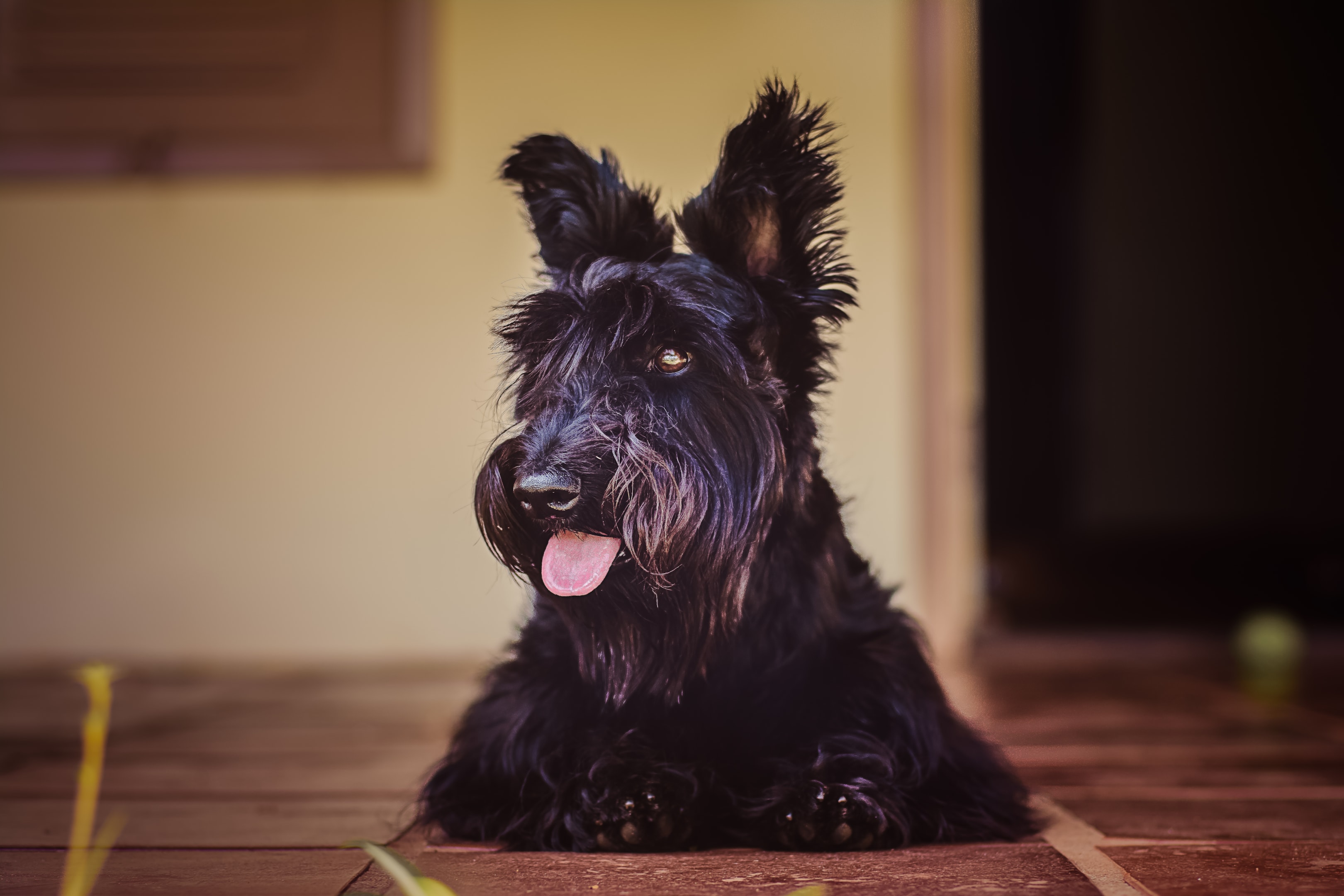 A smiling Black Scottish Terrier