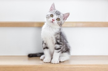 cat's mouth, cat's head