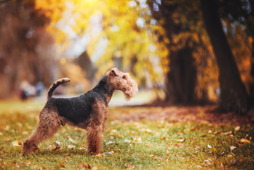 A right sideview of a Welsh Terrier a very self respecting terrier