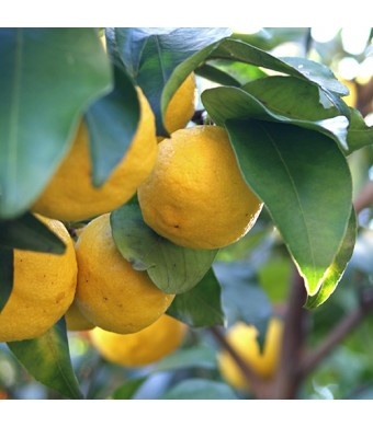 Yuzu Lemon Trees for Sale -  – Madison Citrus  Nursery