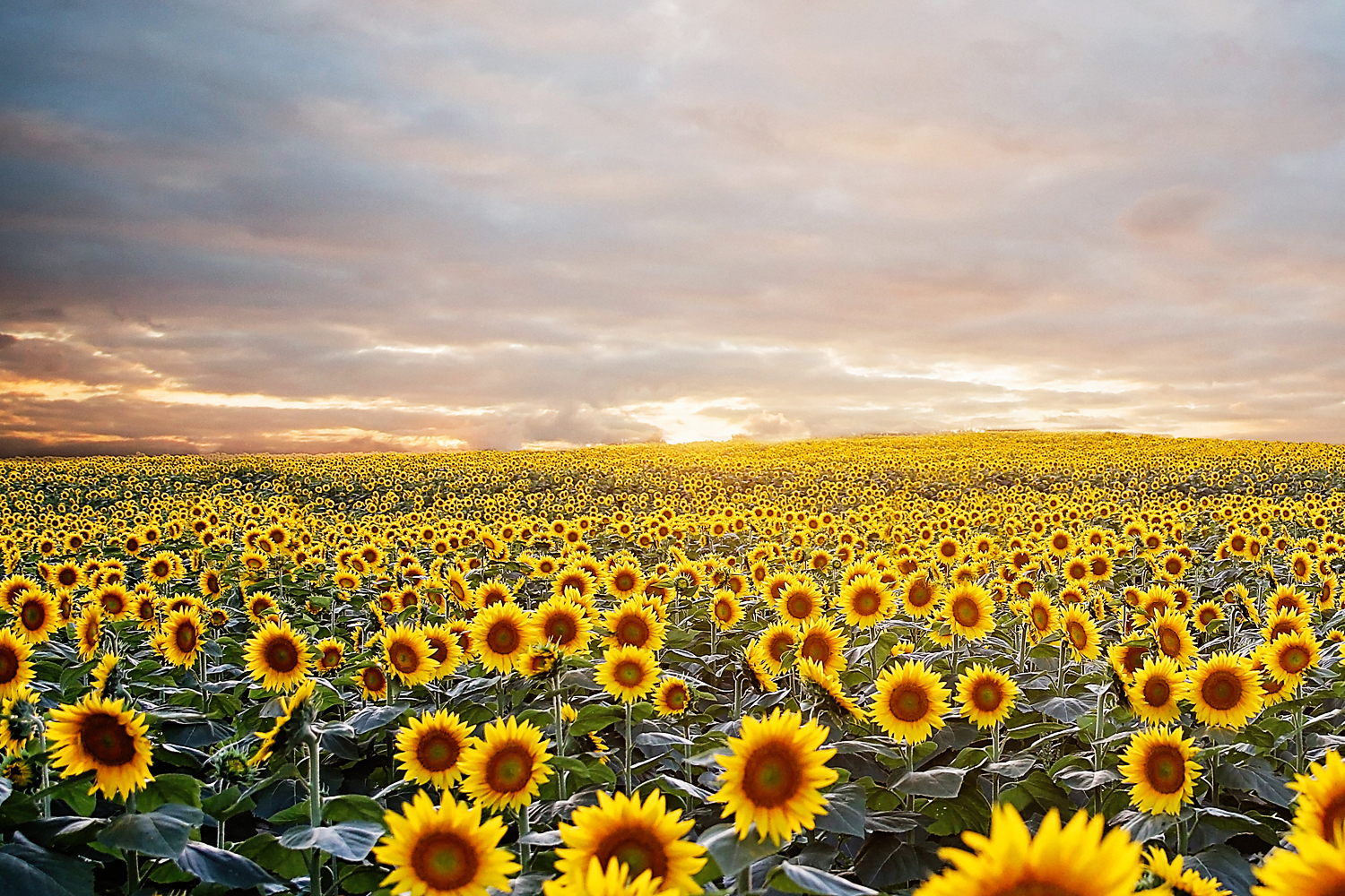 sunflowers