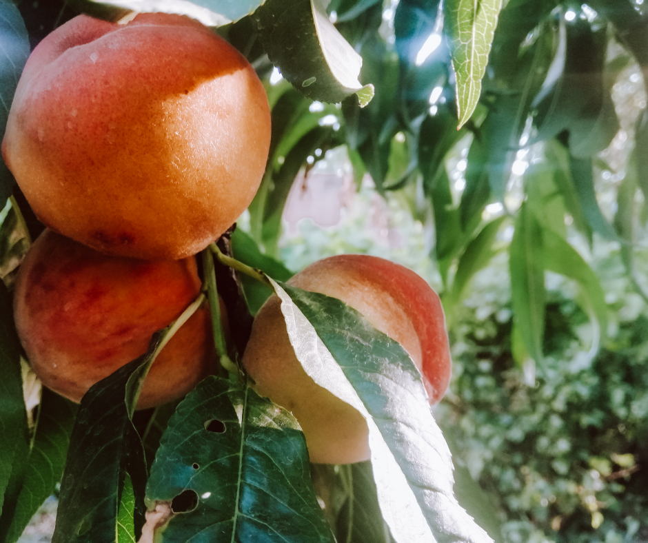 Top Central Texas Peach Farm Orchards and Produce Stands